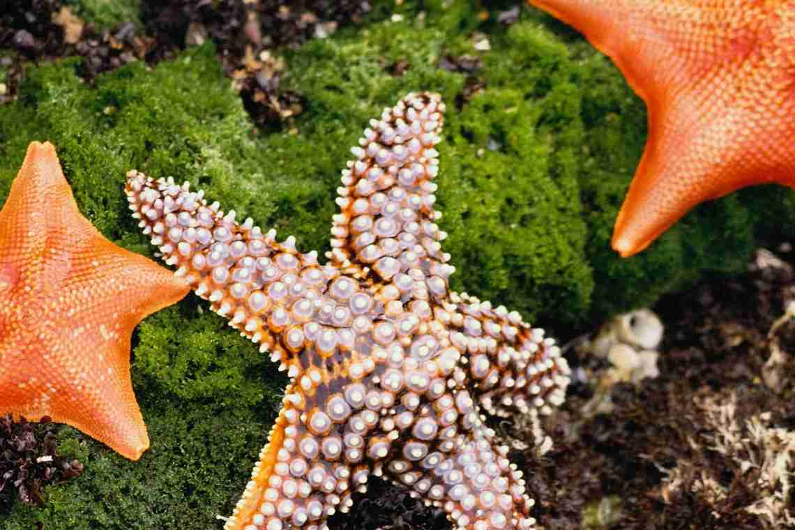 Дізнаємося як і чим харчується морська зірка: особливості, опис і різні факти