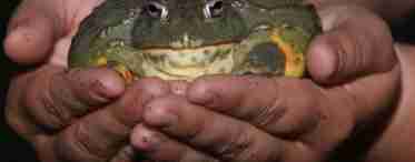 Голіаф - найбільша жаба у світі