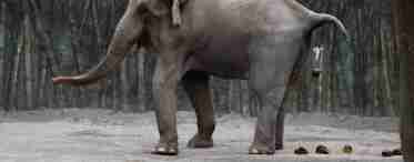 Найбільший слон у світі
