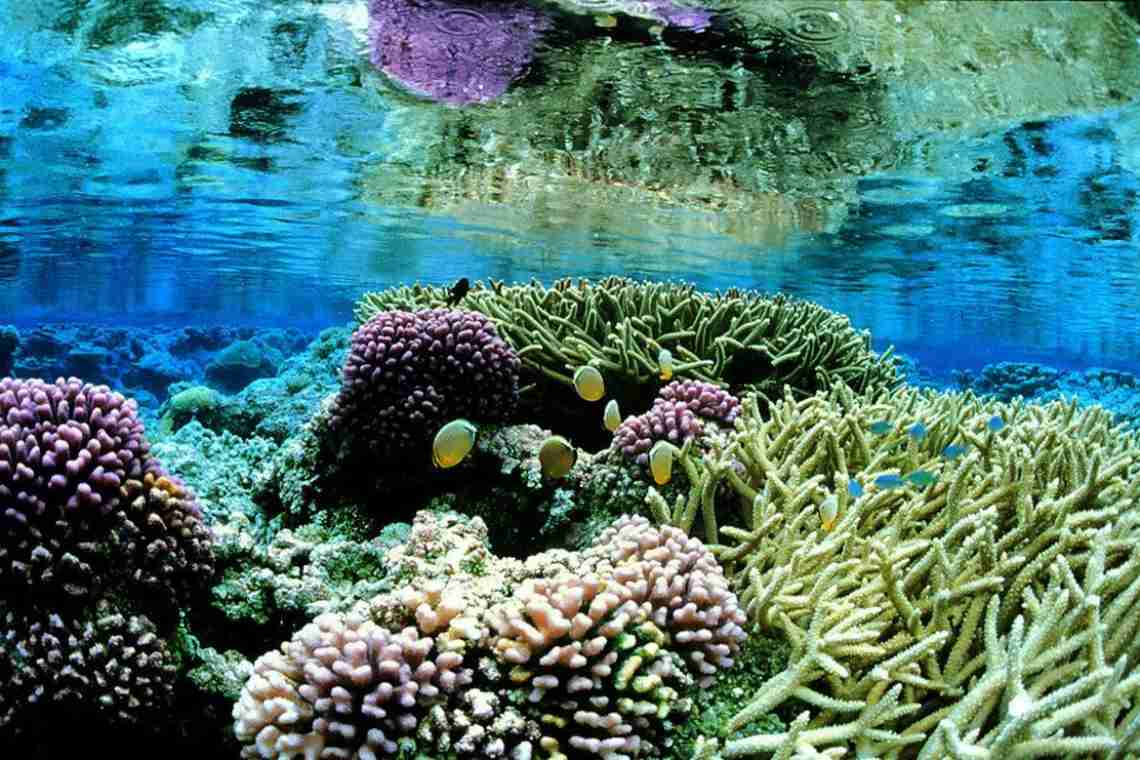 Тихий океан: представники органічного світу