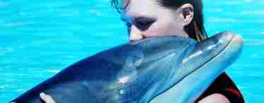Випадки нападу дельфінів на людей