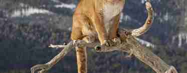 Гірський лев - велика і хижа кішка. Розмноження, харчування та фото тварини