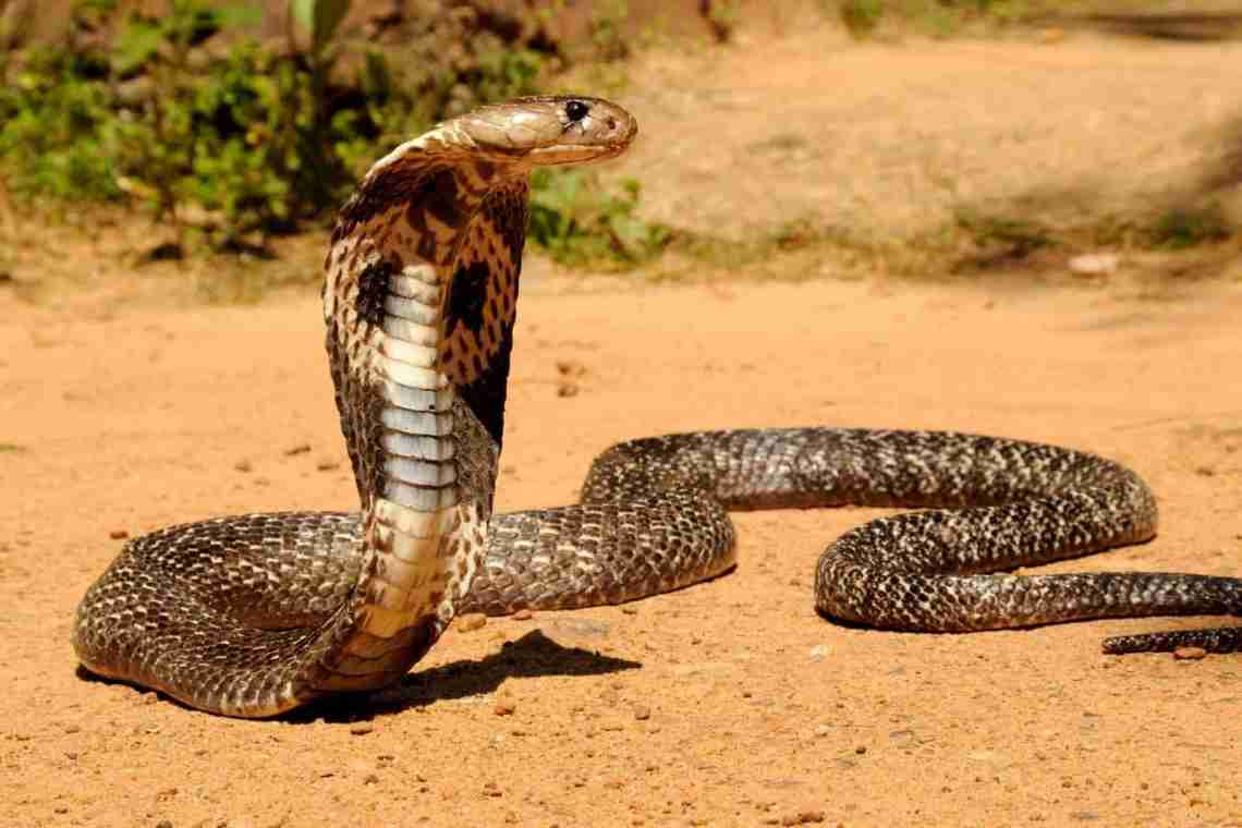 Королівська кобра в дикій природі