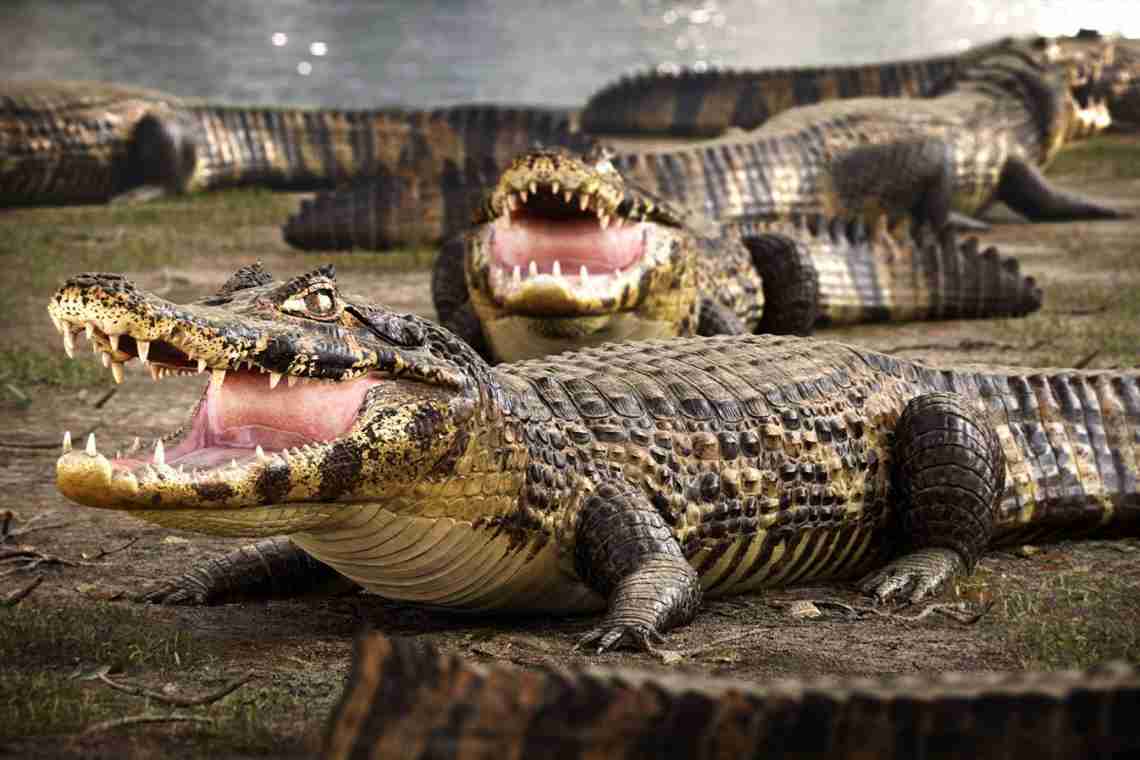 Дитинчата крокодила: різні факти