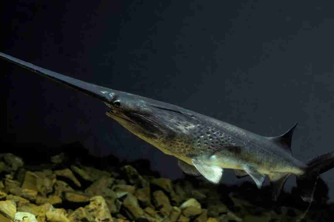 Дізнаємося як називається риба з довгим носом?