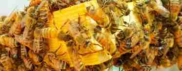 Гімалайські бджоли: галюциногенний мед і його видобуток