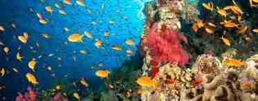Глибина Червоного моря, підводний мир, країни, координати. Чому Червоне море називається Червоним