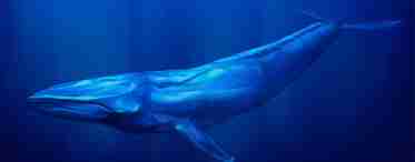 Які найбільші тваринні планети: кити сині
