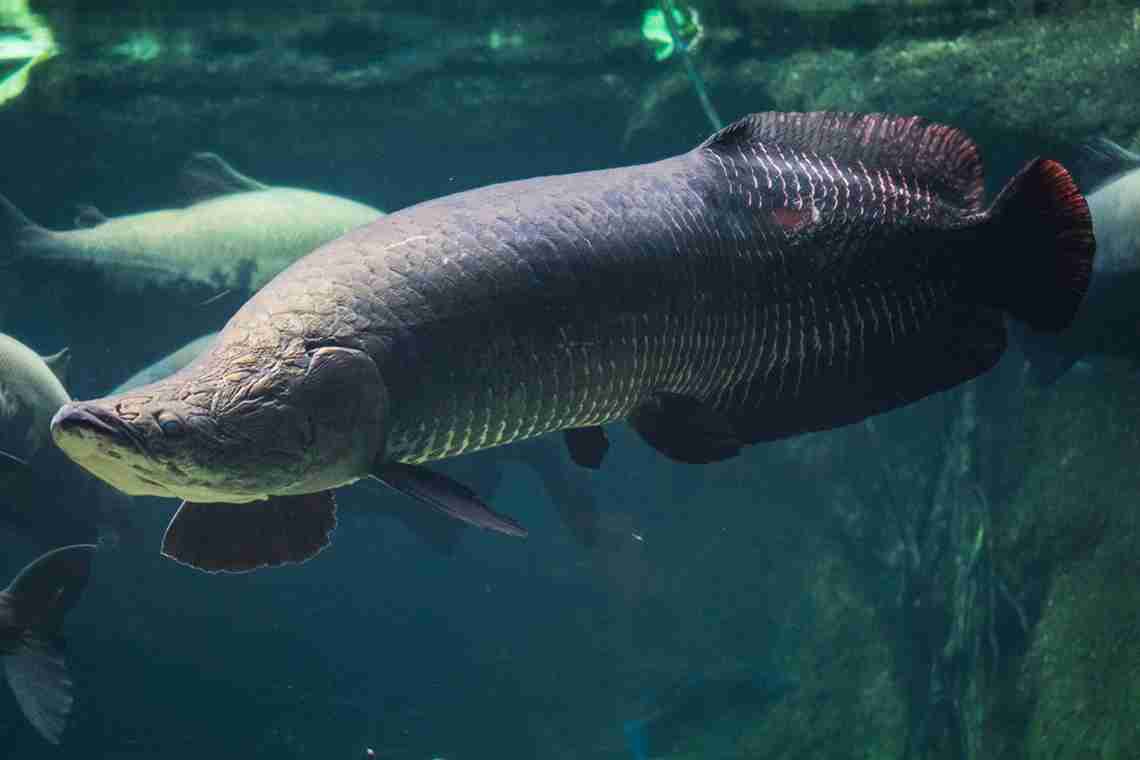 Риба Чорний дракон: фото хижої риби та її опис