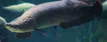 Риба Чорний дракон: фото хижої риби та її опис