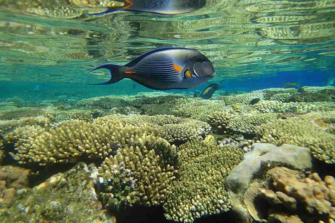 Риби океанів: види, назви, описи