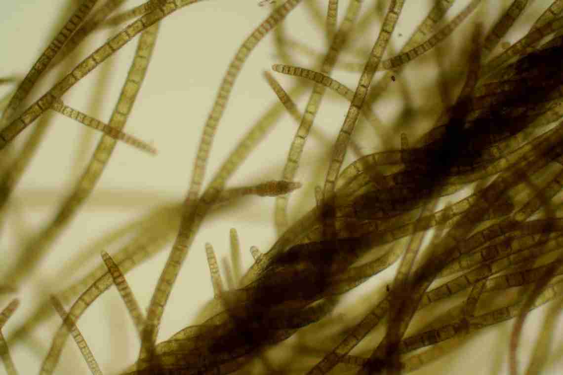 Улотрікс - це водорость. Улотрікс: фото, опис, розмноження