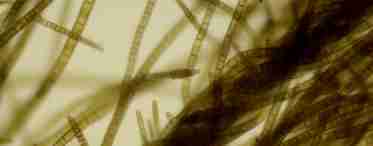 Улотрікс - це водорость. Улотрікс: фото, опис, розмноження