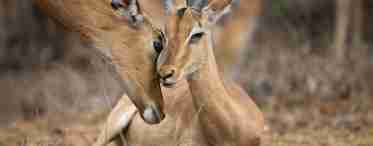 Схожість і відмінність тварин одного виду: антилопа гну, серна, гарна