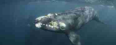 Великий кит з сімейства гладких китів