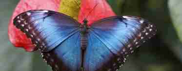 Найкрасивіший метелик. Назва найкрасивішого метелика у світі
