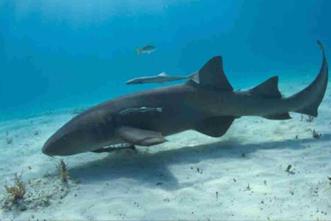 Океанічна довгокрила акула: короткий опис, особливості та місця проживання