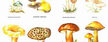 Базидіальні гриби: види, класифікація, будова
