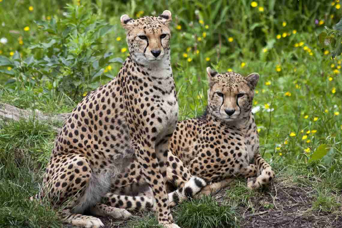 Королівський гепард: фотографії, цікаві факти та опис, середовище проживання та головні вороги