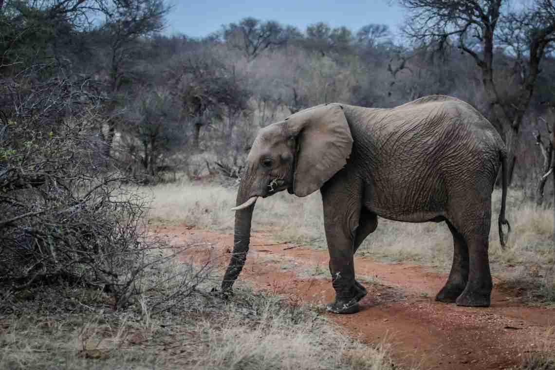 Жива природа: для чого слону потрібен хобот?
