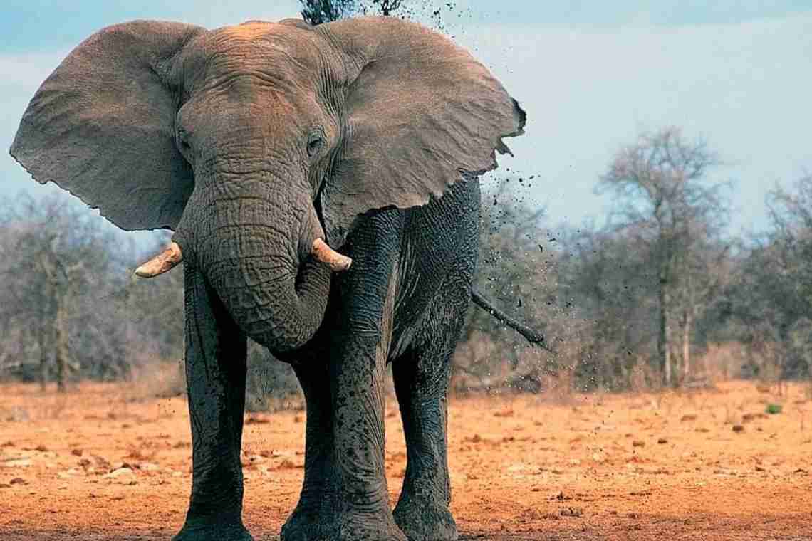 Дізнаємося як багато живе слон? Дізнаємося!