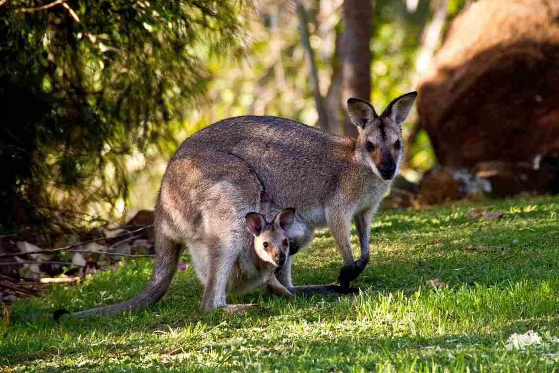 Тварини Австралії: фото з назвами та описом