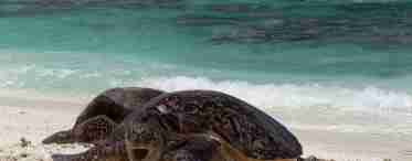 Оливкова черепаха: зовнішній вигляд, спосіб життя та популяція тварини
