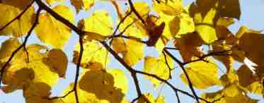 Дізнаємося коли закінчується листопад біля липи? Дізнаємося коли опадають листя біля липи?