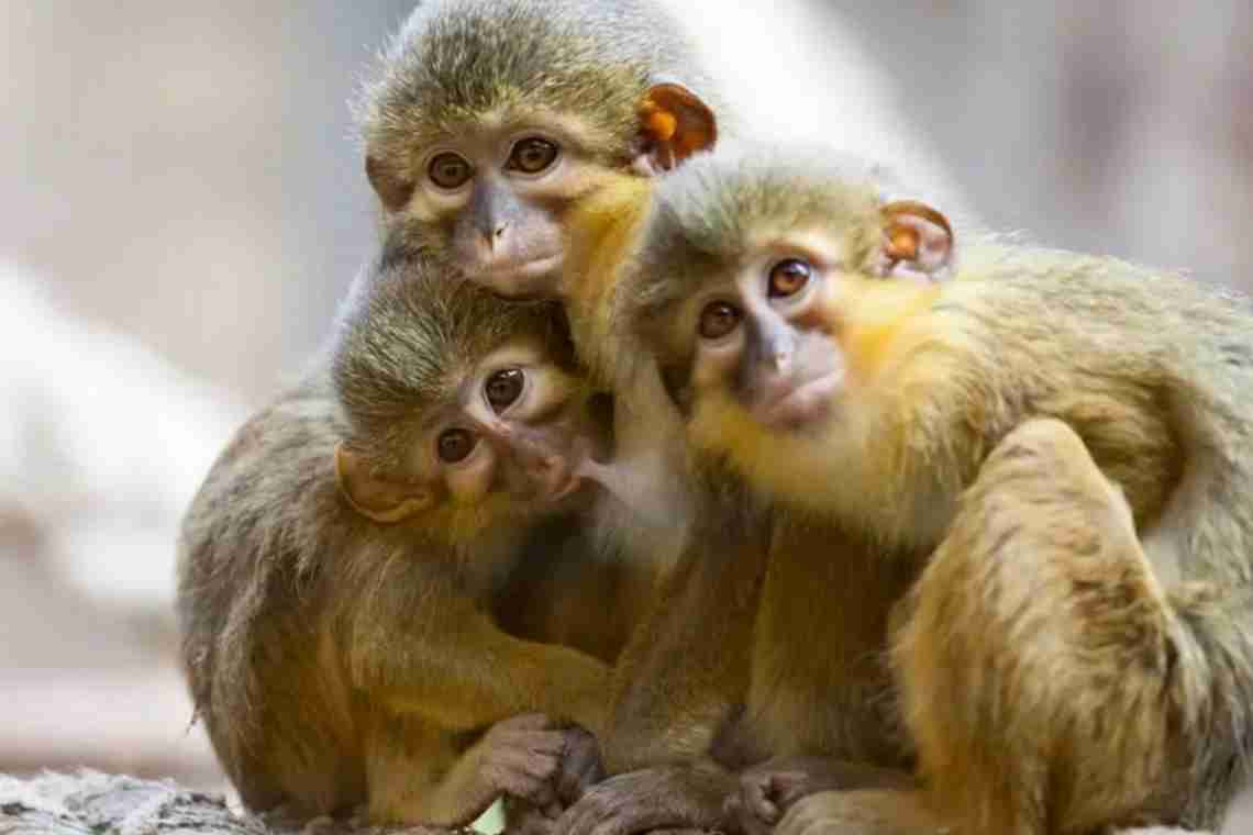 Мавпи: види, специфічні особливості. Які види мавп бувають?
