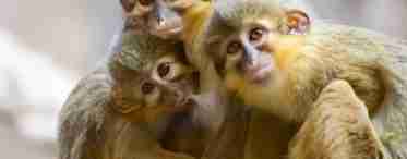 Мавпи: види, специфічні особливості. Які види мавп бувають?