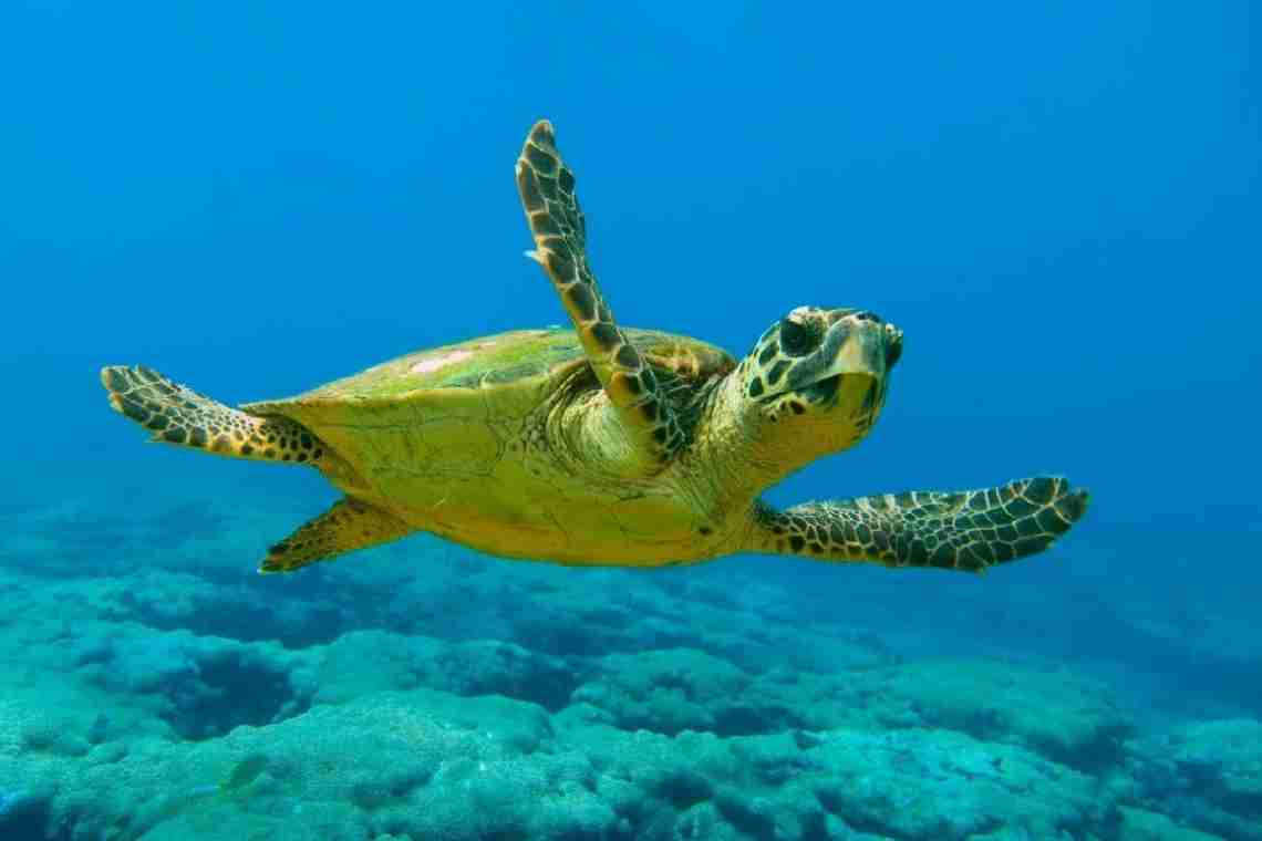 Такі забавні морські черепахи