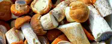 Їстівні та неїстівні гриби: класифікація за харчовою цінністю
