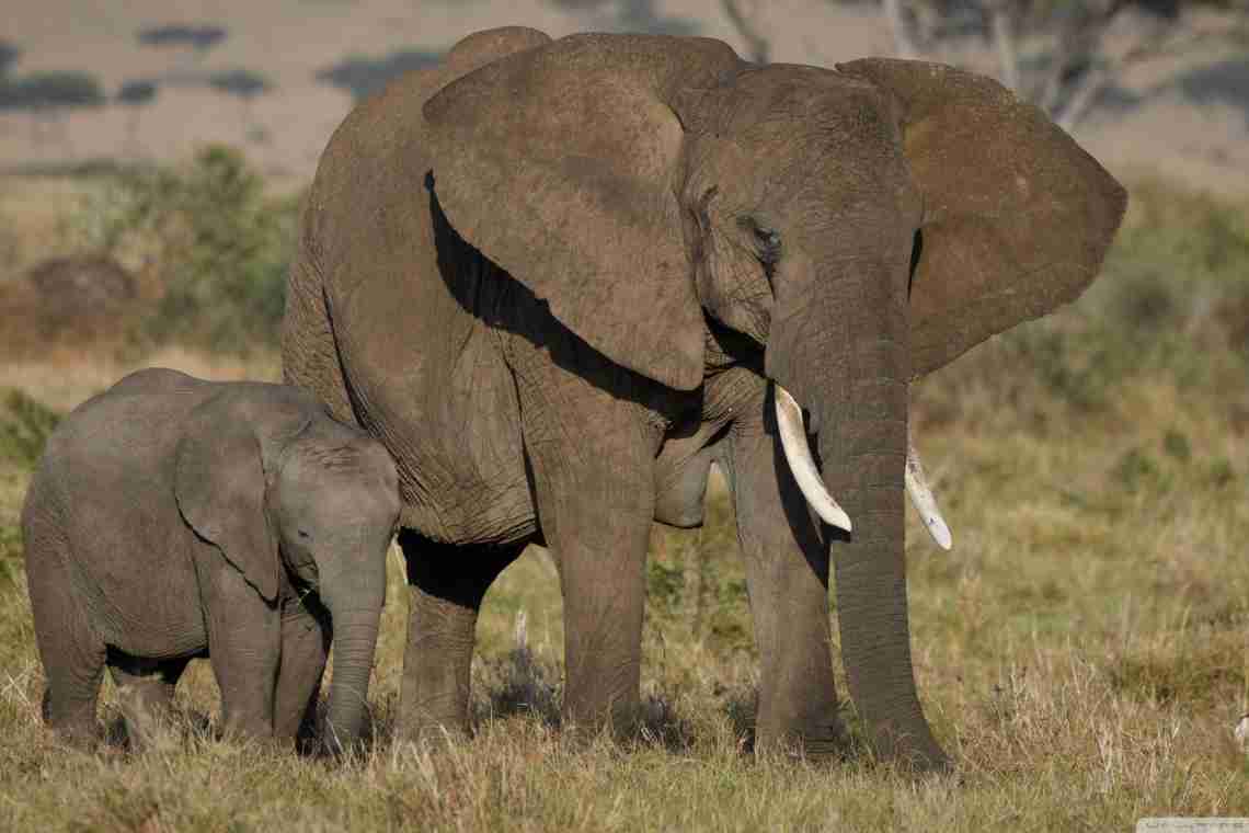 Слон африканський та індійський слон: відмінності та подібності
