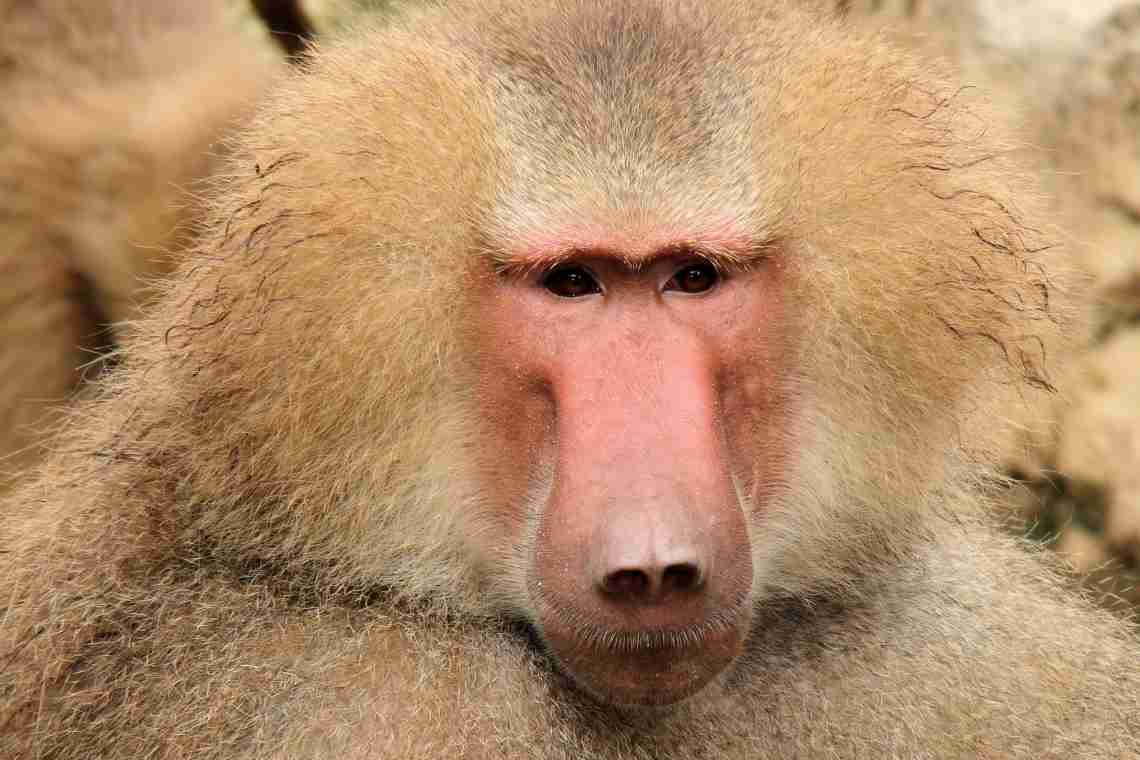 Дізнаємося як виглядає собакоголова мавпа?