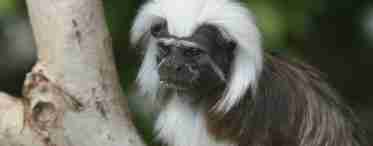 Мавпа імператорський тамарин: специфічні особливості виду, середовище проживання, харчування