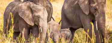 Дізнаємося, як багато слонів тривають вагітності і як вони дбають про потомство?