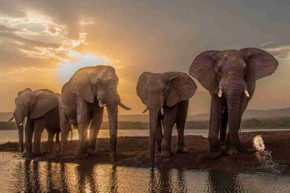 Чи вміють слони плавати та інші подробиці про слони
