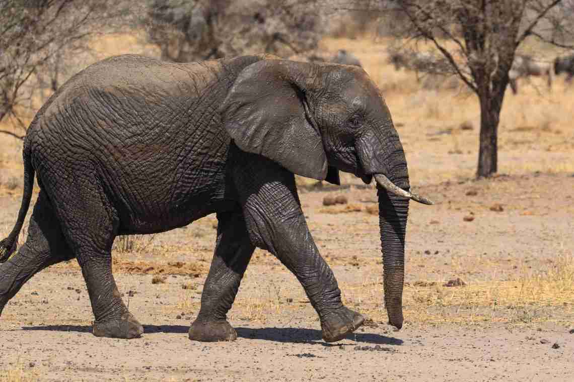 Слон - це найбільший наземний ссавець на планеті. Опис і фото тварин
