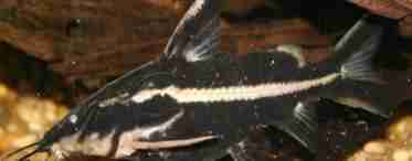 Платидорас смугастий: утримання, догляд і розмноження