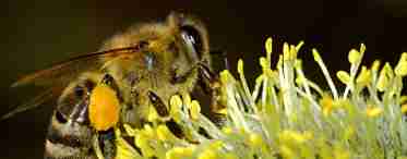 Бджола: різні факти про бджіл. Дикі та домашні бджоли