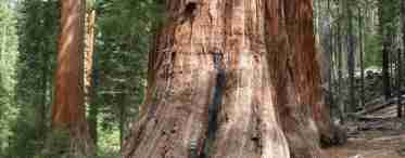 Секвойя - дерево, найвище у світі