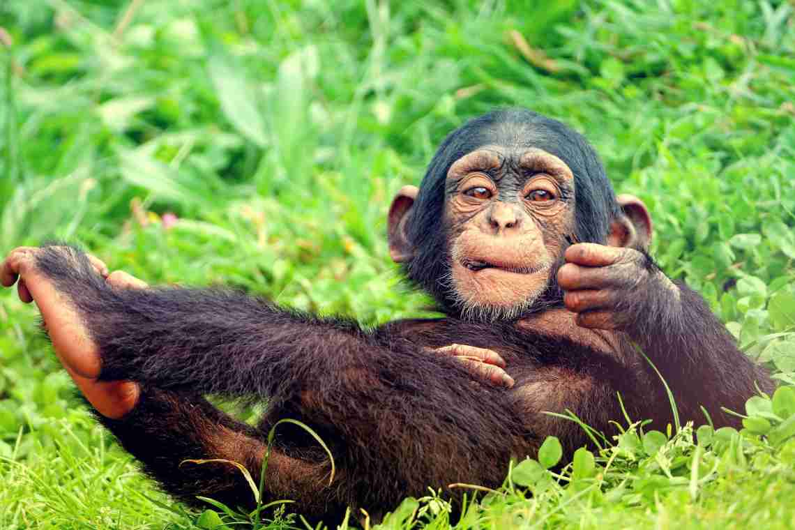 Мавпа бонобо - найрозумніша мавпа у світі