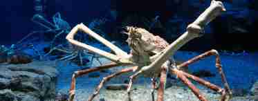 Японський краб-павук. Гігантський японський краб