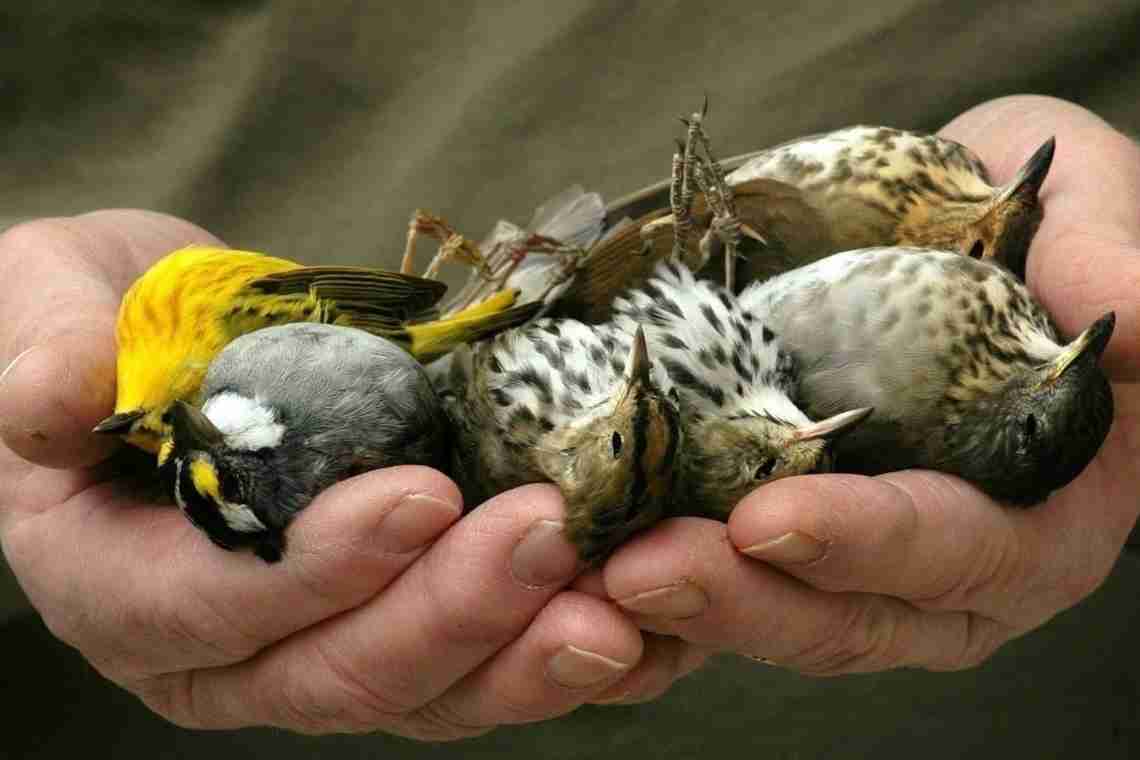 Дізнаємося як спарюються птахи? Специфічні особливості статевої системи