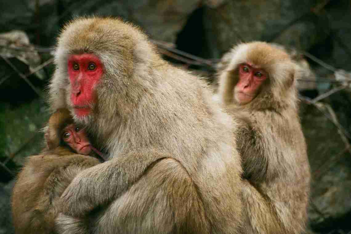 Мокроносі примати: види, специфічні особливості та опис