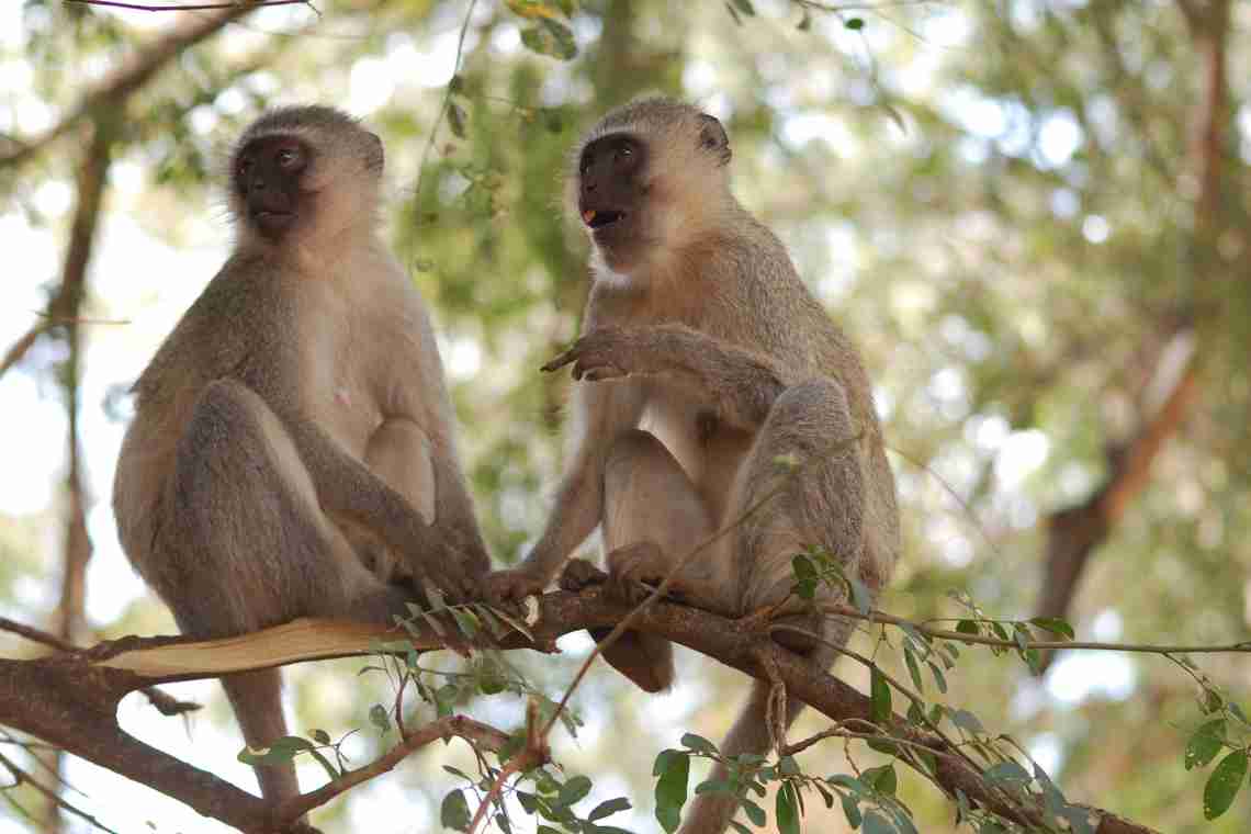 Чіпкохвоста мавпа: короткий опис, види, середовище проживання
