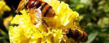 Дізнаємося як бджоли збирають мед: короткий опис, цікаві факти