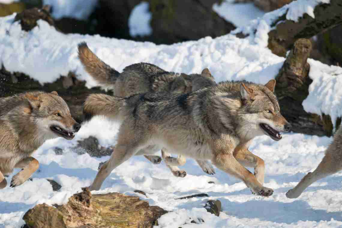 Дізнаємося чим харчуються вовки в різному середовищі проживання