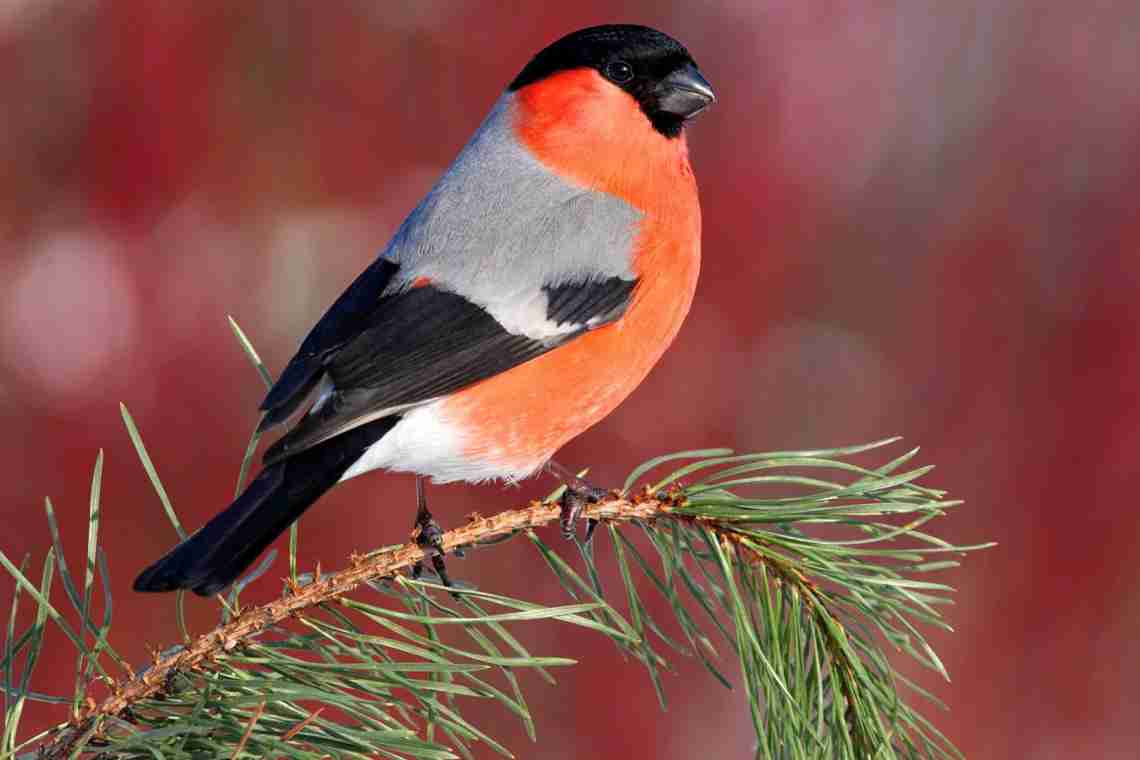 Жива природа: птах з червоними грудками