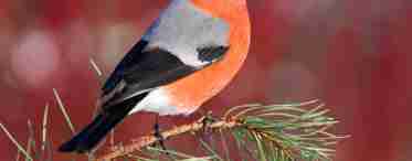 Жива природа: птах з червоними грудками